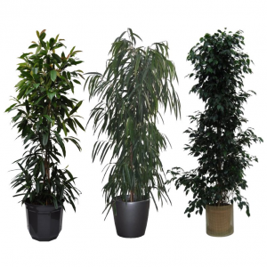 Ficus (Varianten)